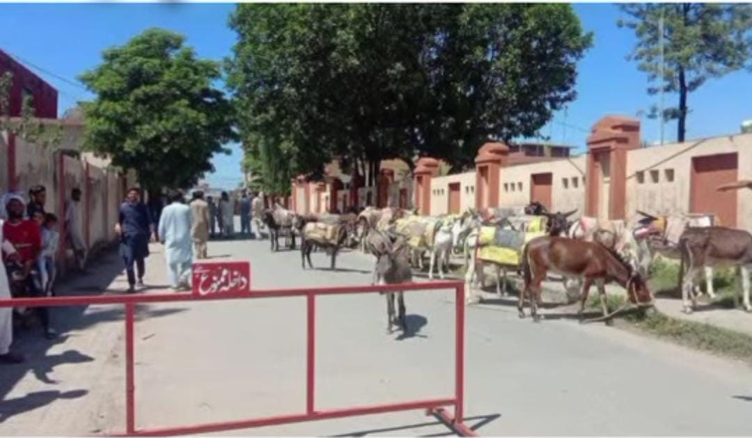 کوٹلی: ڈپٹی کمشنر آفس کے باہر مزدوروں کا گدھوں کے ہمراہ انوکھا احتجاج۔